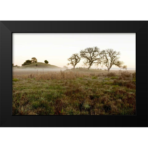 Oak Tree - 33 Black Modern Wood Framed Art Print by Blaustein, Alan