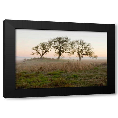 Oak Tree - 31 Black Modern Wood Framed Art Print by Blaustein, Alan