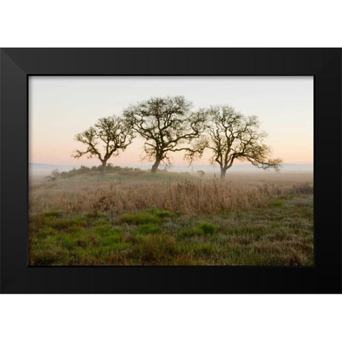 Oak Tree - 31 Black Modern Wood Framed Art Print by Blaustein, Alan