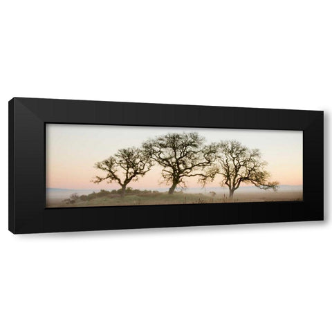 Oak Tree - 30 Black Modern Wood Framed Art Print by Blaustein, Alan