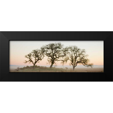 Oak Tree - 30 Black Modern Wood Framed Art Print by Blaustein, Alan