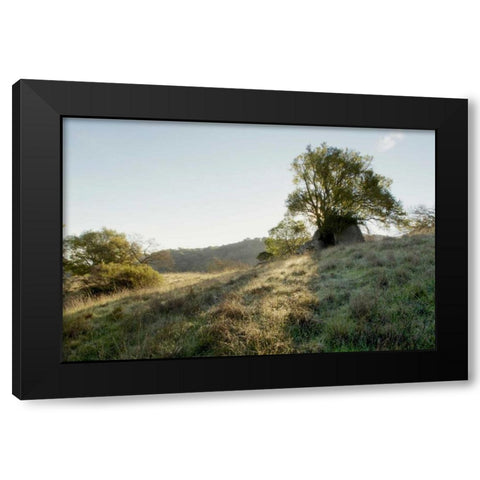 Oak Tree - 36 Black Modern Wood Framed Art Print by Blaustein, Alan