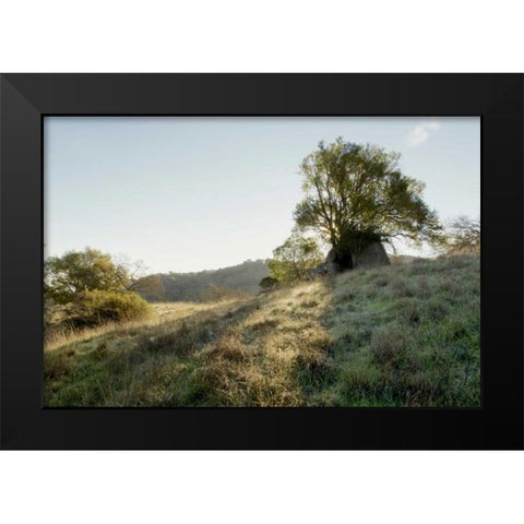 Oak Tree - 36 Black Modern Wood Framed Art Print by Blaustein, Alan