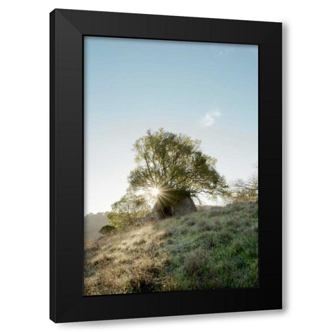 Oak Tree - 35 Black Modern Wood Framed Art Print by Blaustein, Alan