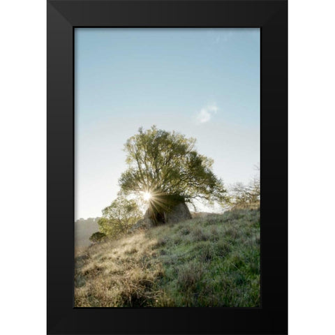 Oak Tree - 35 Black Modern Wood Framed Art Print by Blaustein, Alan