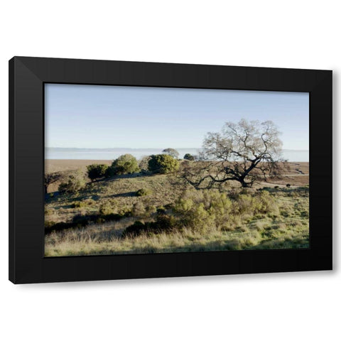 Oak Tree - 38 Black Modern Wood Framed Art Print with Double Matting by Blaustein, Alan