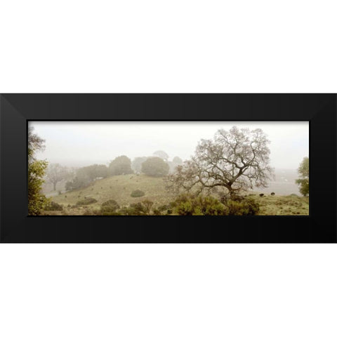 Oak Tree - 41 Black Modern Wood Framed Art Print by Blaustein, Alan
