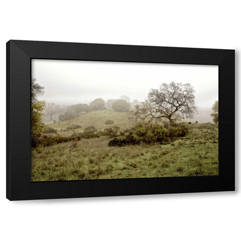 Oak Tree - 42 Black Modern Wood Framed Art Print by Blaustein, Alan