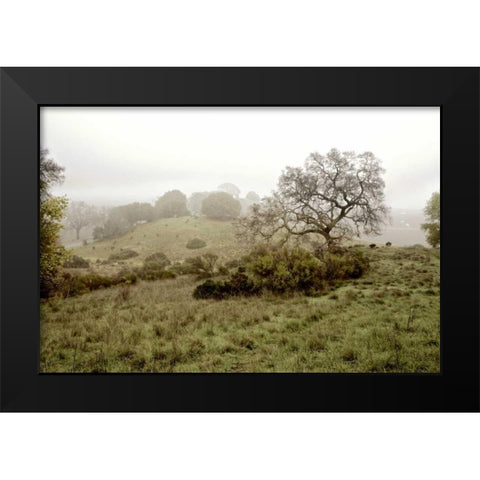 Oak Tree - 42 Black Modern Wood Framed Art Print by Blaustein, Alan