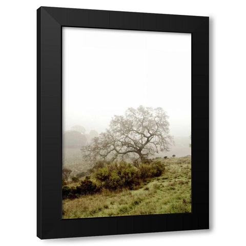 Oak Tree - 43 Black Modern Wood Framed Art Print by Blaustein, Alan