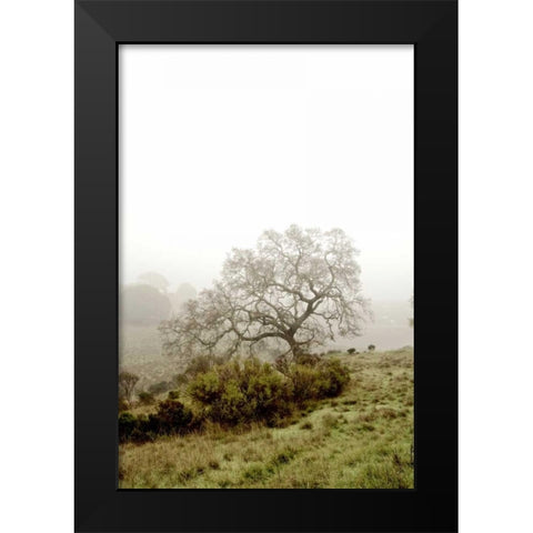 Oak Tree - 43 Black Modern Wood Framed Art Print by Blaustein, Alan