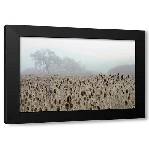 Oak Tree - 61 Black Modern Wood Framed Art Print by Blaustein, Alan