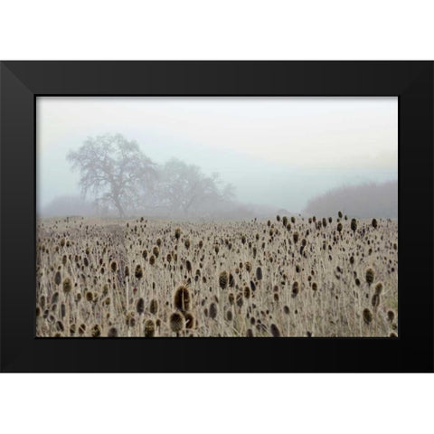 Oak Tree - 61 Black Modern Wood Framed Art Print by Blaustein, Alan
