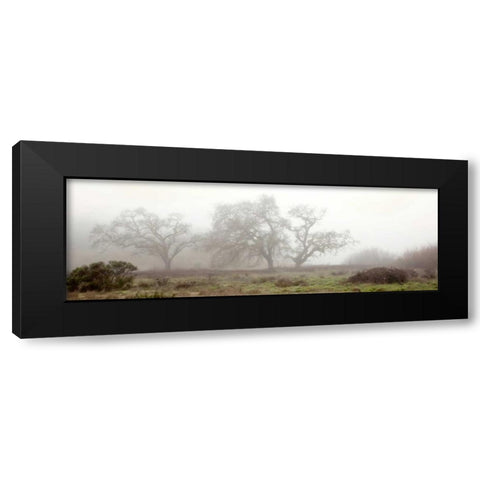 Oak Tree - 58 Black Modern Wood Framed Art Print with Double Matting by Blaustein, Alan