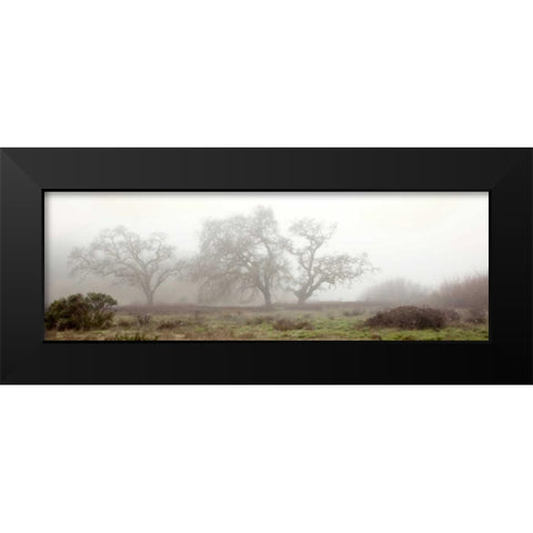 Oak Tree - 58 Black Modern Wood Framed Art Print by Blaustein, Alan