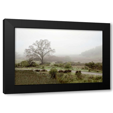 Oak Tree - 57 Black Modern Wood Framed Art Print by Blaustein, Alan