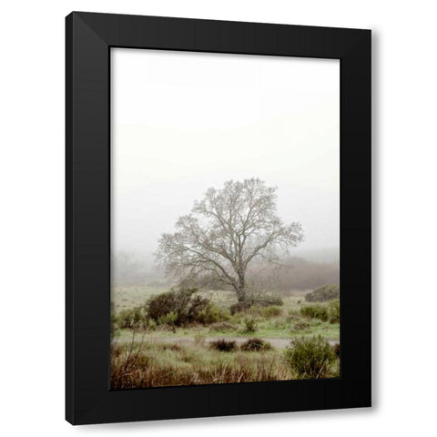 Oak Tree - 56 Black Modern Wood Framed Art Print by Blaustein, Alan
