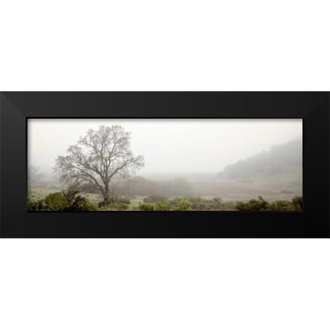 Oak Tree - 55 Black Modern Wood Framed Art Print by Blaustein, Alan