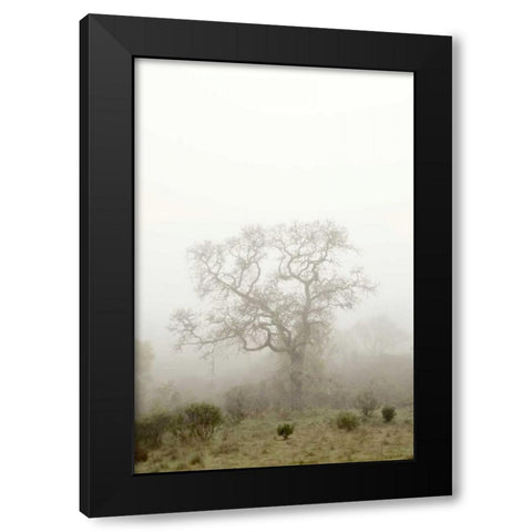 Oak Tree - 63 Black Modern Wood Framed Art Print by Blaustein, Alan