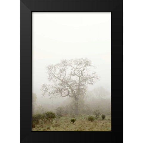 Oak Tree - 63 Black Modern Wood Framed Art Print by Blaustein, Alan