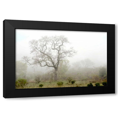 Oak Tree - 62 Black Modern Wood Framed Art Print by Blaustein, Alan