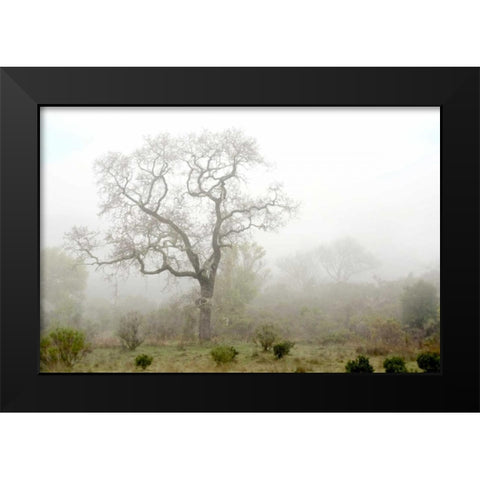Oak Tree - 62 Black Modern Wood Framed Art Print by Blaustein, Alan
