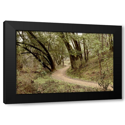 Oak Tree - 51 Black Modern Wood Framed Art Print by Blaustein, Alan