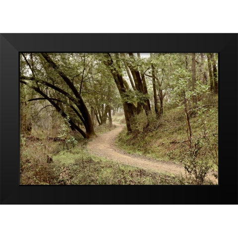 Oak Tree - 51 Black Modern Wood Framed Art Print by Blaustein, Alan