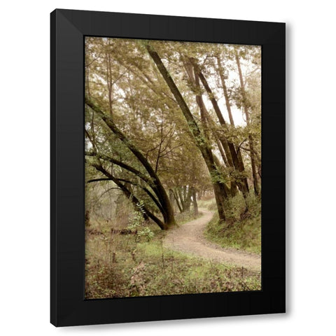 Oak Tree - 49 Black Modern Wood Framed Art Print by Blaustein, Alan