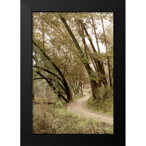 Oak Tree - 49 Black Modern Wood Framed Art Print by Blaustein, Alan