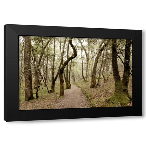 Oak Tree - 47 Black Modern Wood Framed Art Print by Blaustein, Alan