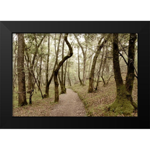 Oak Tree - 47 Black Modern Wood Framed Art Print by Blaustein, Alan