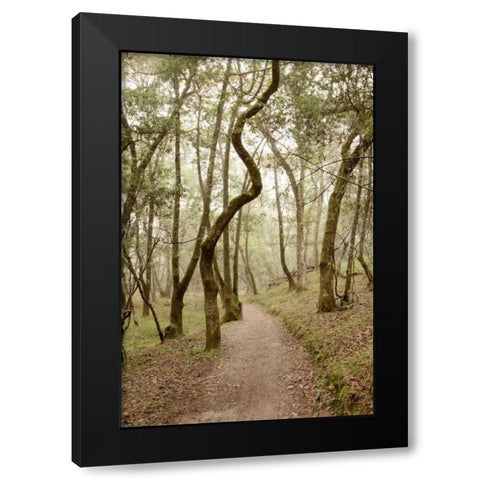 Oak Tree - 48 Black Modern Wood Framed Art Print with Double Matting by Blaustein, Alan