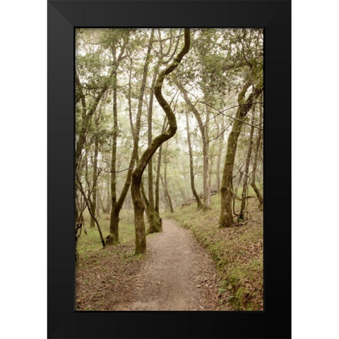 Oak Tree - 48 Black Modern Wood Framed Art Print by Blaustein, Alan
