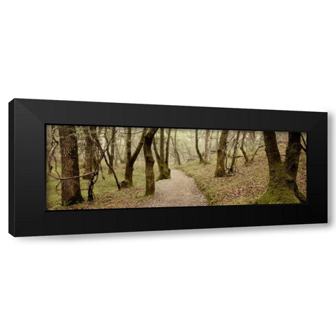 Oak Tree - 46 Black Modern Wood Framed Art Print by Blaustein, Alan