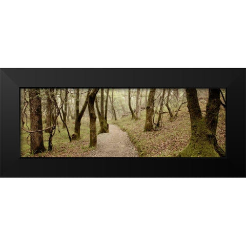 Oak Tree - 46 Black Modern Wood Framed Art Print by Blaustein, Alan