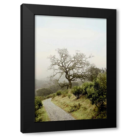 Oak Tree - 45 Black Modern Wood Framed Art Print by Blaustein, Alan