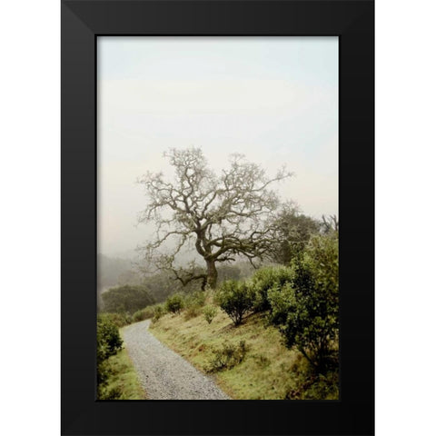 Oak Tree - 45 Black Modern Wood Framed Art Print by Blaustein, Alan