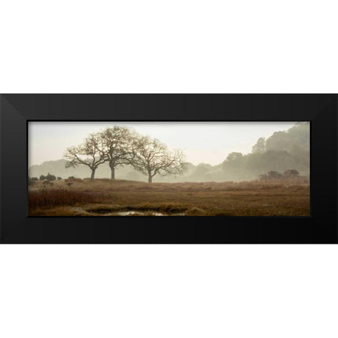 Oak Tree - 64 Black Modern Wood Framed Art Print by Blaustein, Alan