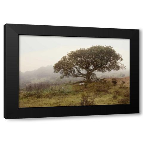 Oak Tree - 54 Black Modern Wood Framed Art Print by Blaustein, Alan