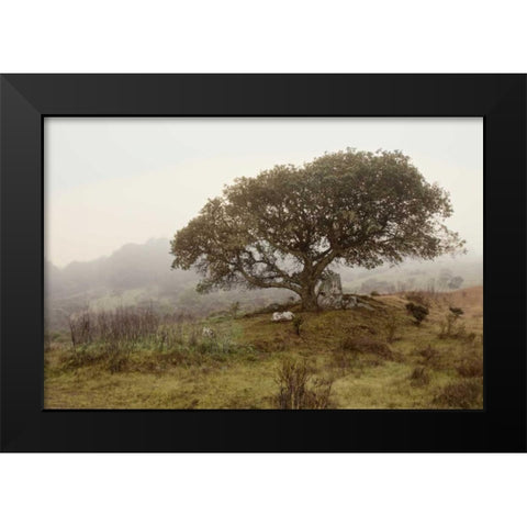 Oak Tree - 54 Black Modern Wood Framed Art Print by Blaustein, Alan