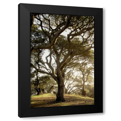 Oak Tree - 69 Black Modern Wood Framed Art Print by Blaustein, Alan