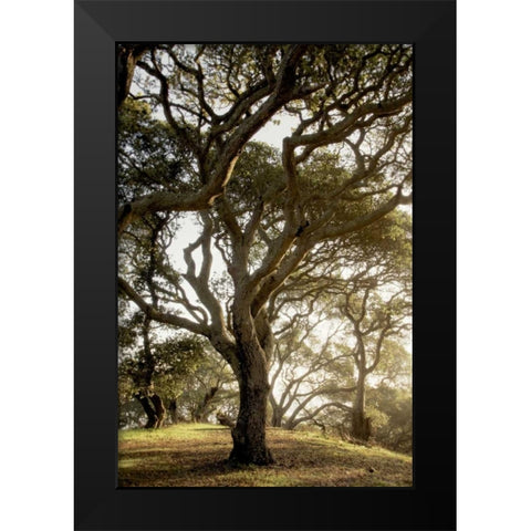 Oak Tree - 69 Black Modern Wood Framed Art Print by Blaustein, Alan