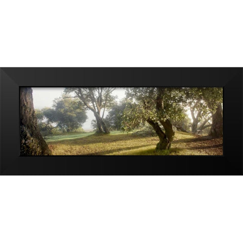 Oak Tree - 71 Black Modern Wood Framed Art Print by Blaustein, Alan