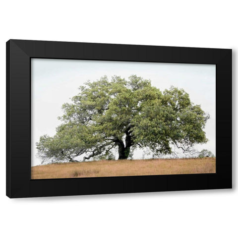Oak Tree - 72 Black Modern Wood Framed Art Print by Blaustein, Alan