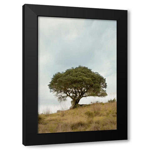Oak Tree - 74 Black Modern Wood Framed Art Print by Blaustein, Alan