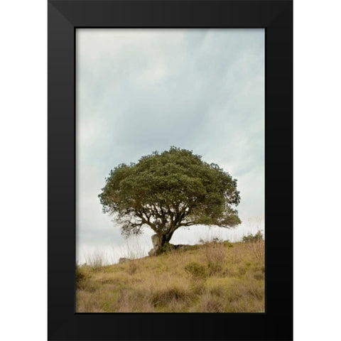 Oak Tree - 74 Black Modern Wood Framed Art Print by Blaustein, Alan