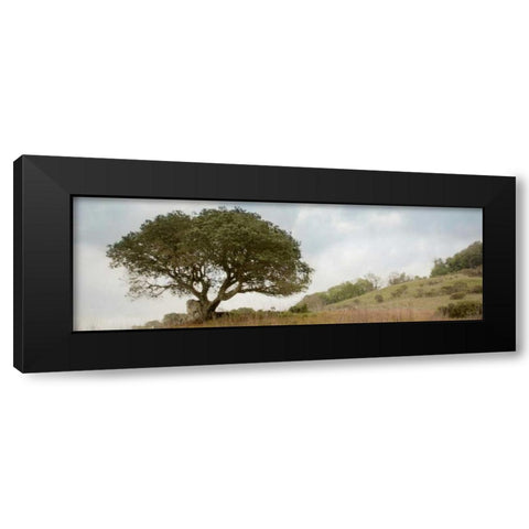 Oak Tree - 76 Black Modern Wood Framed Art Print by Blaustein, Alan