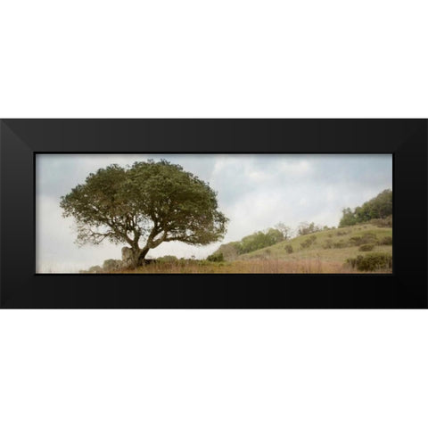 Oak Tree - 76 Black Modern Wood Framed Art Print by Blaustein, Alan
