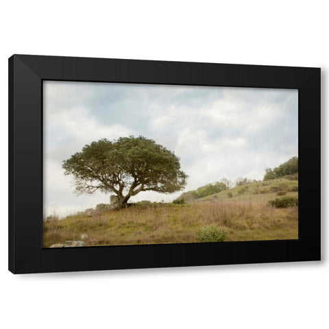 Oak Tree - 75 Black Modern Wood Framed Art Print by Blaustein, Alan
